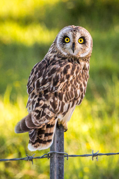 Hawaiian Short-Ear Owl (aka Pueo)
