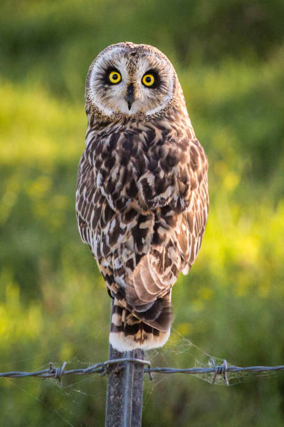 istock Hawaiian Short-Ear Owl (aka Pueo) 898449260