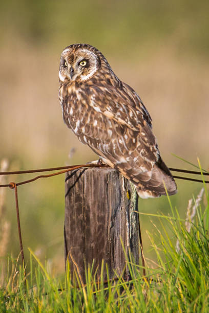 istock Hawaiian Short-Ear Owl (aka Pueo) 898449386
