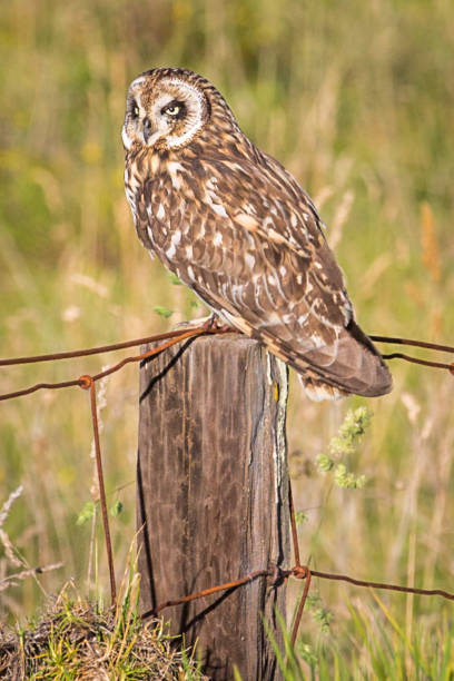 istock Hawaiian Short-Ear Owl (aka Pueo) 898449410
