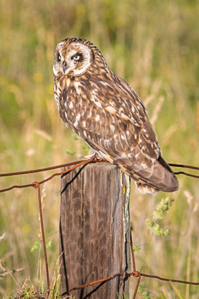 istock Hawaiian Short-Ear Owl (aka Pueo) 898449418