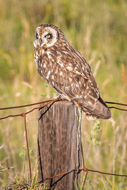 istock Hawaiian Short-Ear Owl (aka Pueo) 898449440