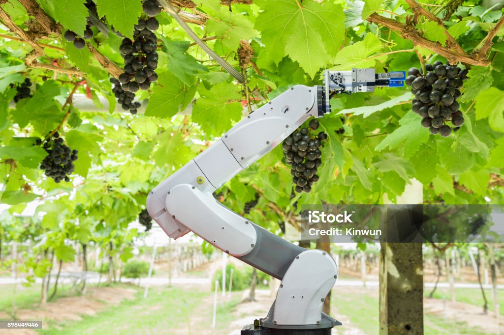 Asistente robot agrícola cosecha uvas para analizar la uva crecimiento, concepto de granja inteligente - Foto de stock de Robot libre de derechos