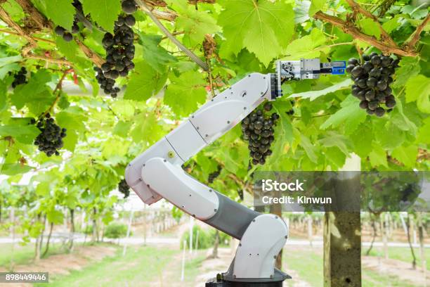 Asistente Robot Agrícola Cosecha Uvas Para Analizar La Uva Crecimiento Concepto De Granja Inteligente Foto de stock y más banco de imágenes de Robot