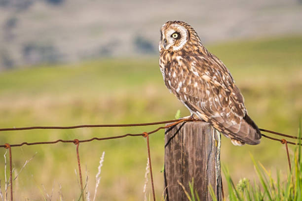 Hawaiian Short-Ear Owl (aka Pueo)