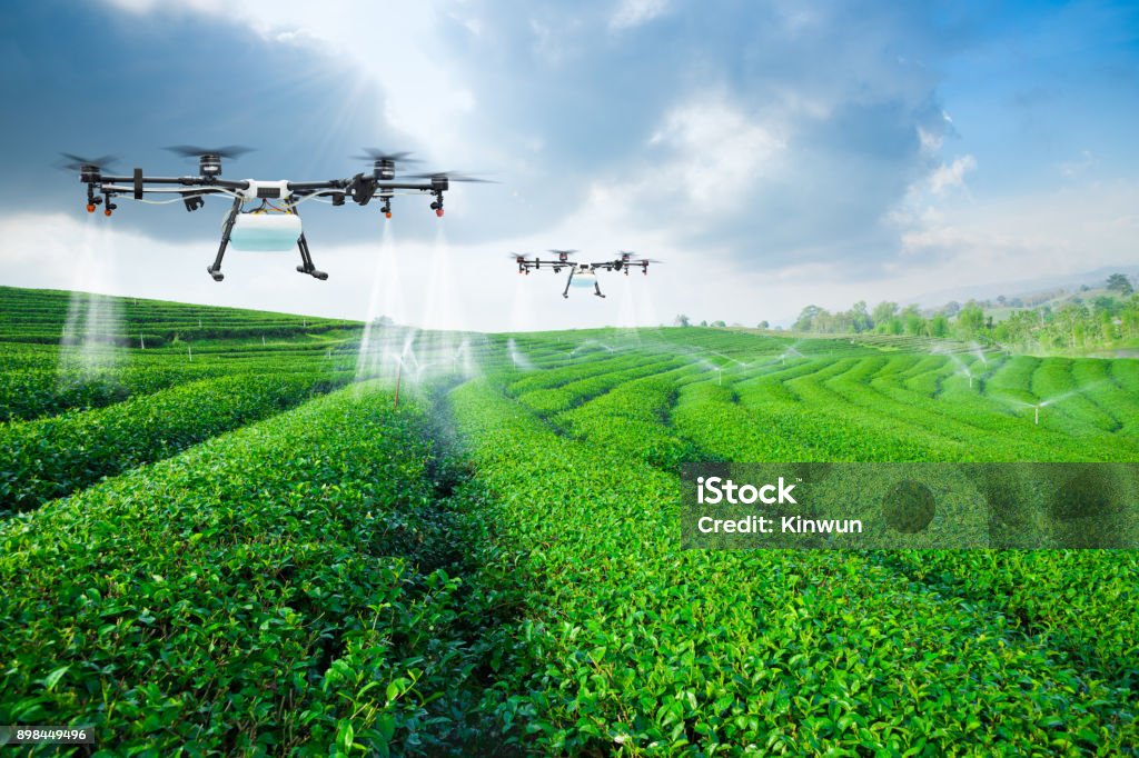 Agriculture drone fly to sprayed fertilizer on the green tea fie Agriculture drone fly to sprayed fertilizer on the green tea fields, Smart farm 4.0 concept Drone Stock Photo