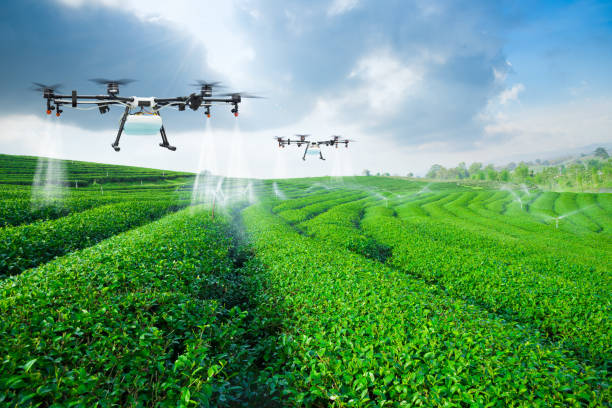 Agriculture drone fly to sprayed fertilizer on the green tea fie stock photo