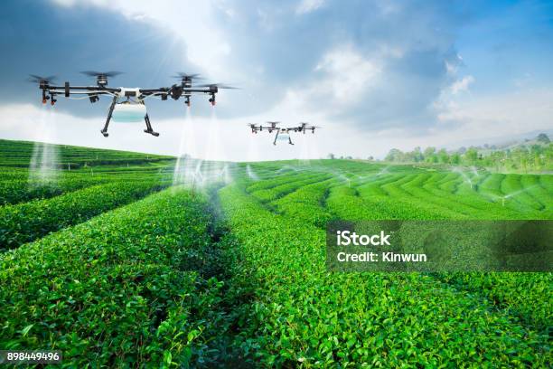Agriculture Drone Fly To Sprayed Fertilizer On The Green Tea Fie Stock Photo - Download Image Now
