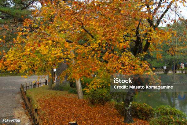 Taman Kenrokuen Kanazawa Di Musim Gugur Hujan Foto Stok - Unduh Gambar Sekarang - Bagian dari - Deskripsi, Dua orang - Jumlah Orang, Fotografi - Citra