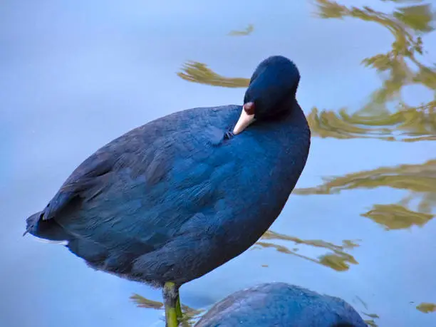 Photo of Black Goose Grooming in Chapultepec Park, Mexico City, Mexico