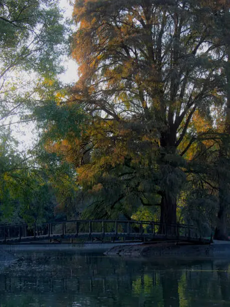 Photo of Tree and Bridge in Lake at Chapultepec Park, Mexico City, Mexico