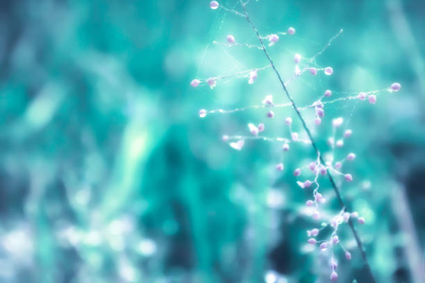 istock little pink grass flower   fresh  spring nature  walpaper background 898451782