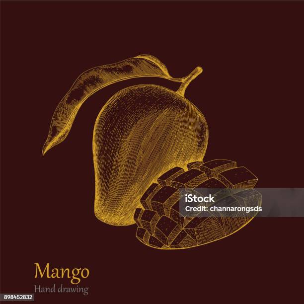 Mango Draw Hand Mango Hand Drawing Engraving Style Stock Illustration - Download Image ...