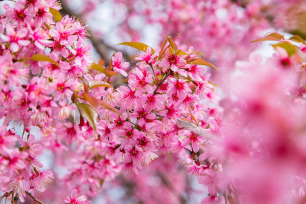 istock beautiful cherry blossom tree garden 898453142