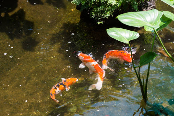 istock Koi fish in a pond on sunny day 898455040