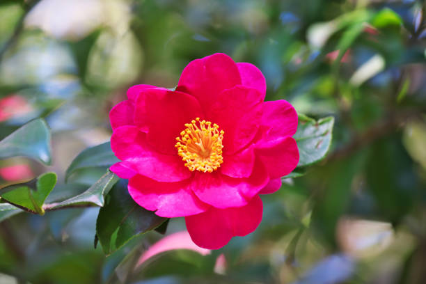 Flower of the sasanqua