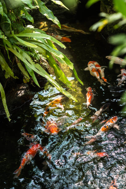 istock Koi fish in a pond on a sunny day 898455178