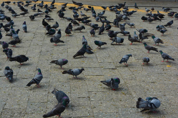 istock Pigeons at Gateway of India Mumbai 898455340