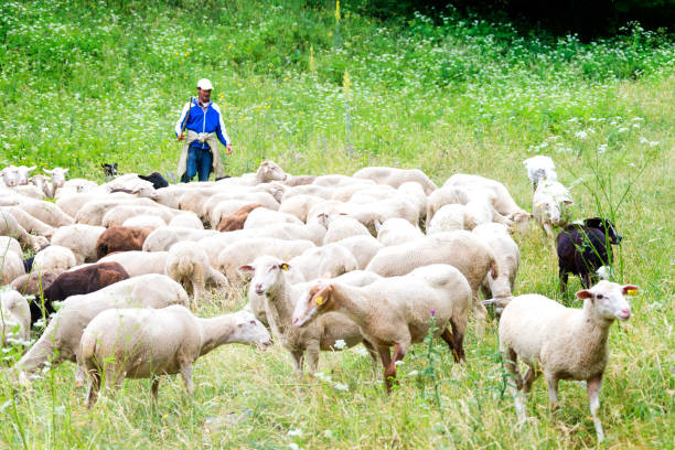 istock Shepderd and flock of sheep 898455754