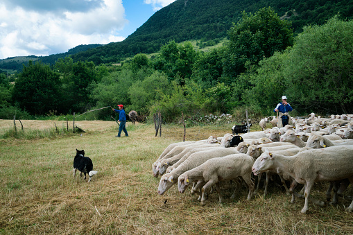 Shepherds watch a flock of sheep leave a pen to travel higher in the mountains on the annual transumanza animal migration in central Italy, Abruzzo, Apennines Mountains, Italy, Europe