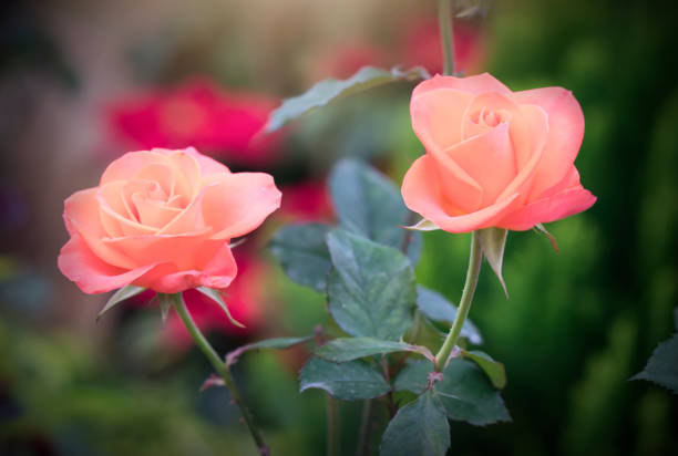 istock Roses blooming in the garden 898456090