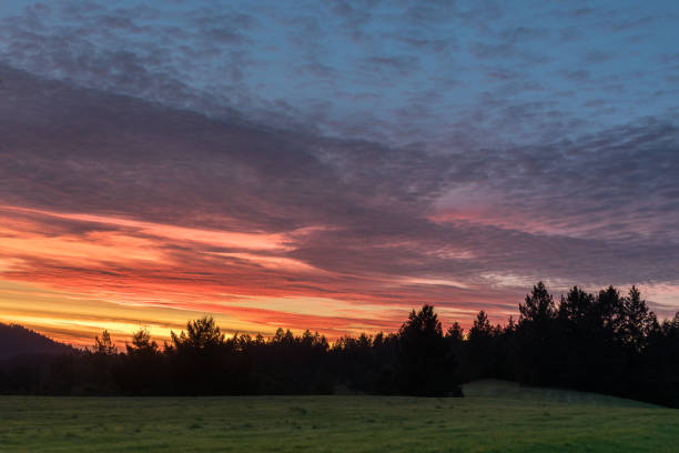 Sunset sky over forest