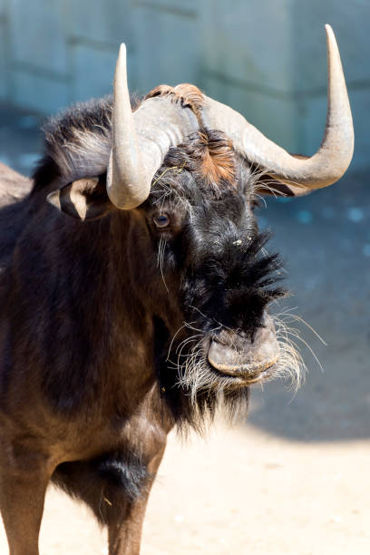 Pic of a taxidermied Buffalo looking straight into camera.