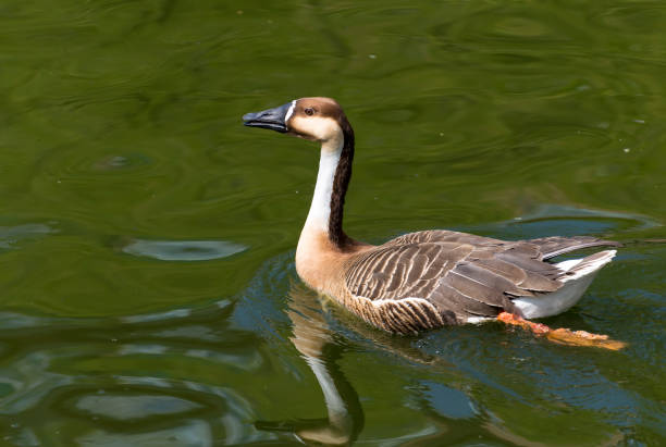 istock wild goose in the lake 898458390