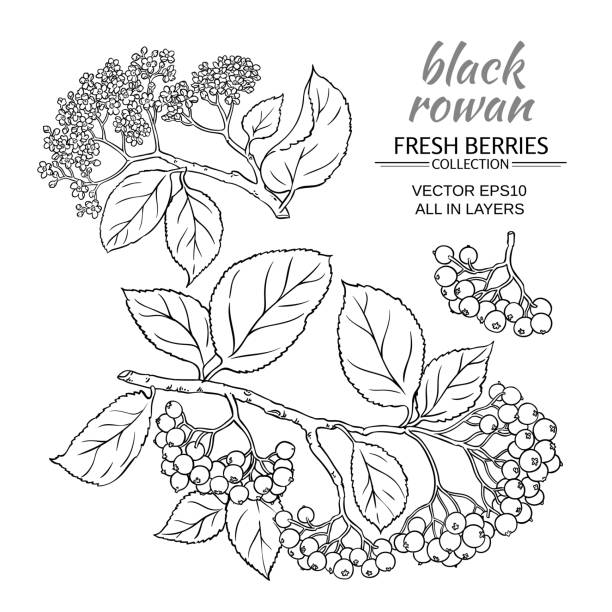 black rowan set black rowan vector set on white background 네이버아이디판매 stock illustrations