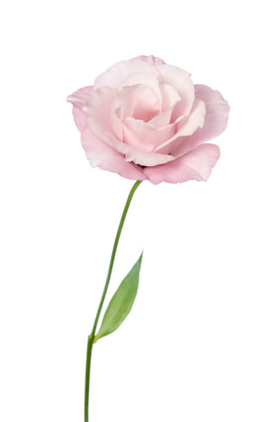 istock Beautiful Eustoma flower isolated on white background 898463284