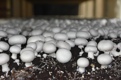 Farm for growing mushrooms
