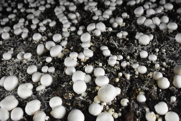 istock Farm for growing mushrooms 898470476