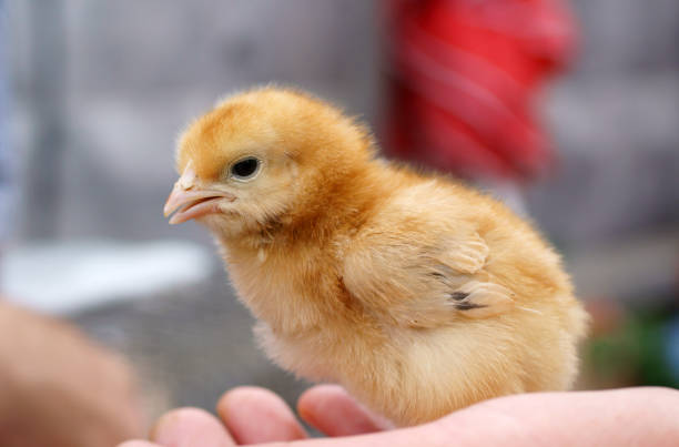 istock Female hands holding a chick in chicken farm. 898470564