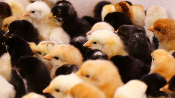 赤ちゃんの鶏 - poultry baby chicken eggs chicken ストックフォトと画像