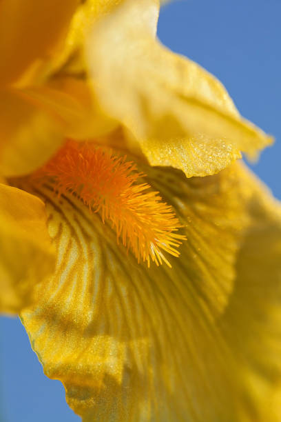 flor de íris amarela - 16715 - fotografias e filmes do acervo