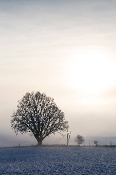istock tree with sun rising in winter landscape 898474040
