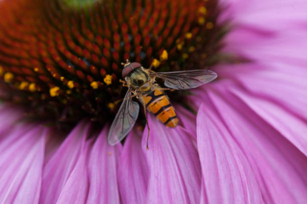 istock insect similar to the axis 898475008