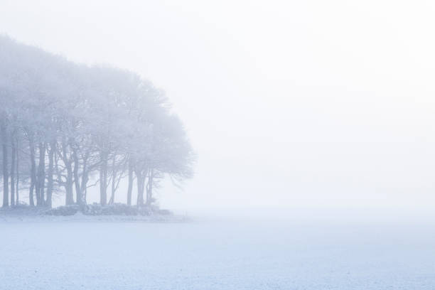forest with snow on the field and thick mist