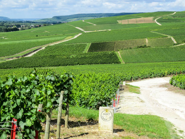 Ay, Champagne, France Ay, Champagne, France - 11 August 2014:  Hills covered with vineyards in the wine region of Champagne, France. Moet & Chandon moet chandon stock pictures, royalty-free photos & images