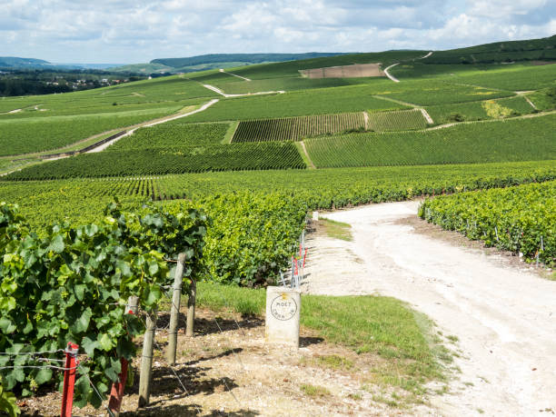 Moet & Chandon in Ay, Champagne, France Ay, Champagne, France - 11 August 2014:  Hills covered with vineyards in the wine region of Champagne, France. Moet & Chandon moet chandon stock pictures, royalty-free photos & images