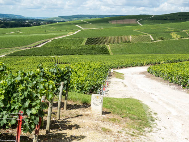 Moet & Chandon in Ay, Champagne, France Ay, Champagne, France - 11 August 2014:  Hills covered with vineyards in the wine region of Champagne, France. Moet & Chandon moet chandon stock pictures, royalty-free photos & images
