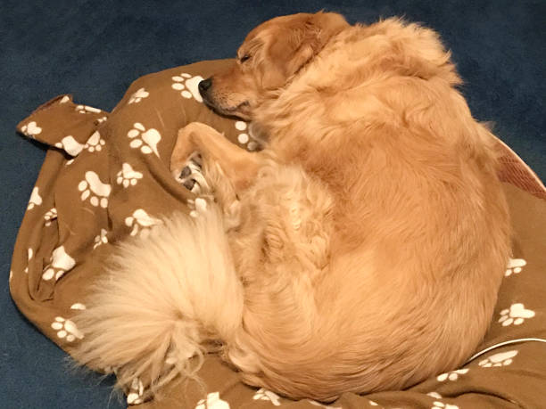 cachorro na cama do cão - paw print paw dog blanket - fotografias e filmes do acervo