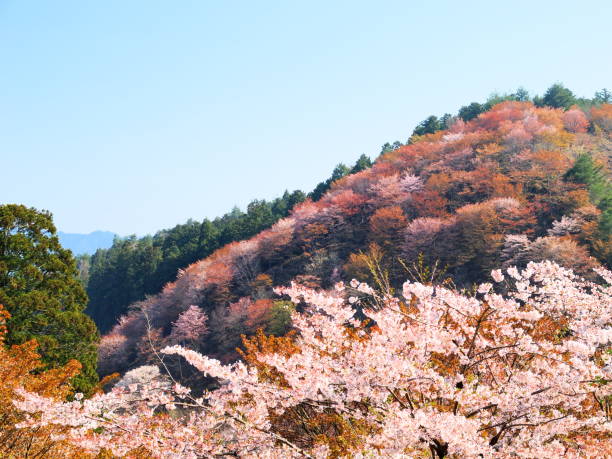 istock yoshino nara japan 898478870