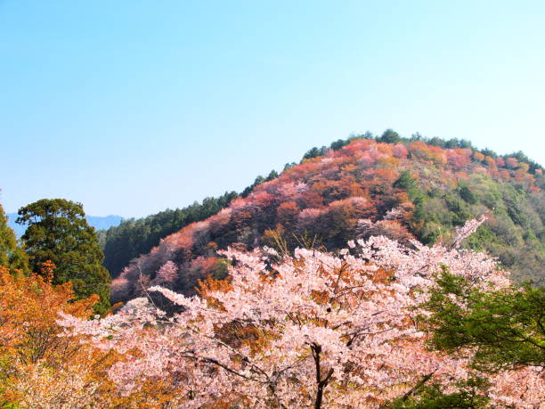 istock yoshino nara japan 898478874