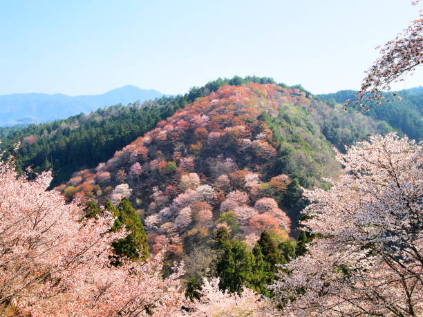 istock yoshino nara japan 898478876