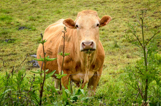 Curious Spanish brown cow grazing in green meadow and  looking at camera.