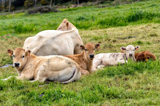 istock Light brown cows resting on green meadow 898483118