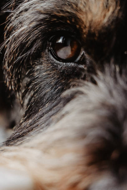 istock Close up dog eye 898484260