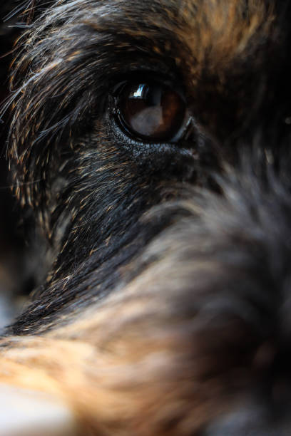 istock Close up dog eye 898484264