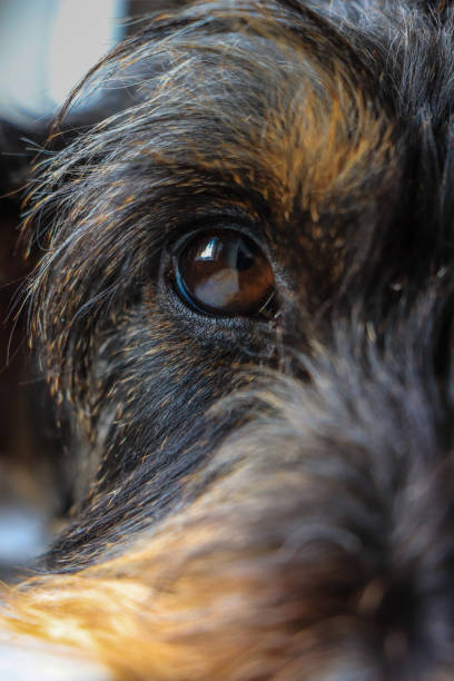 istock Close up dog eye 898484266